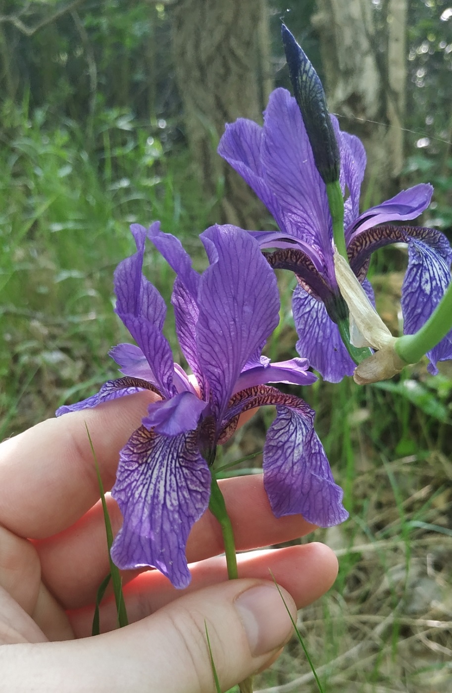 Изображение особи Iris sibirica.