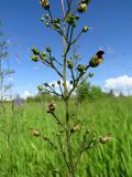 Scrophularia nodosa