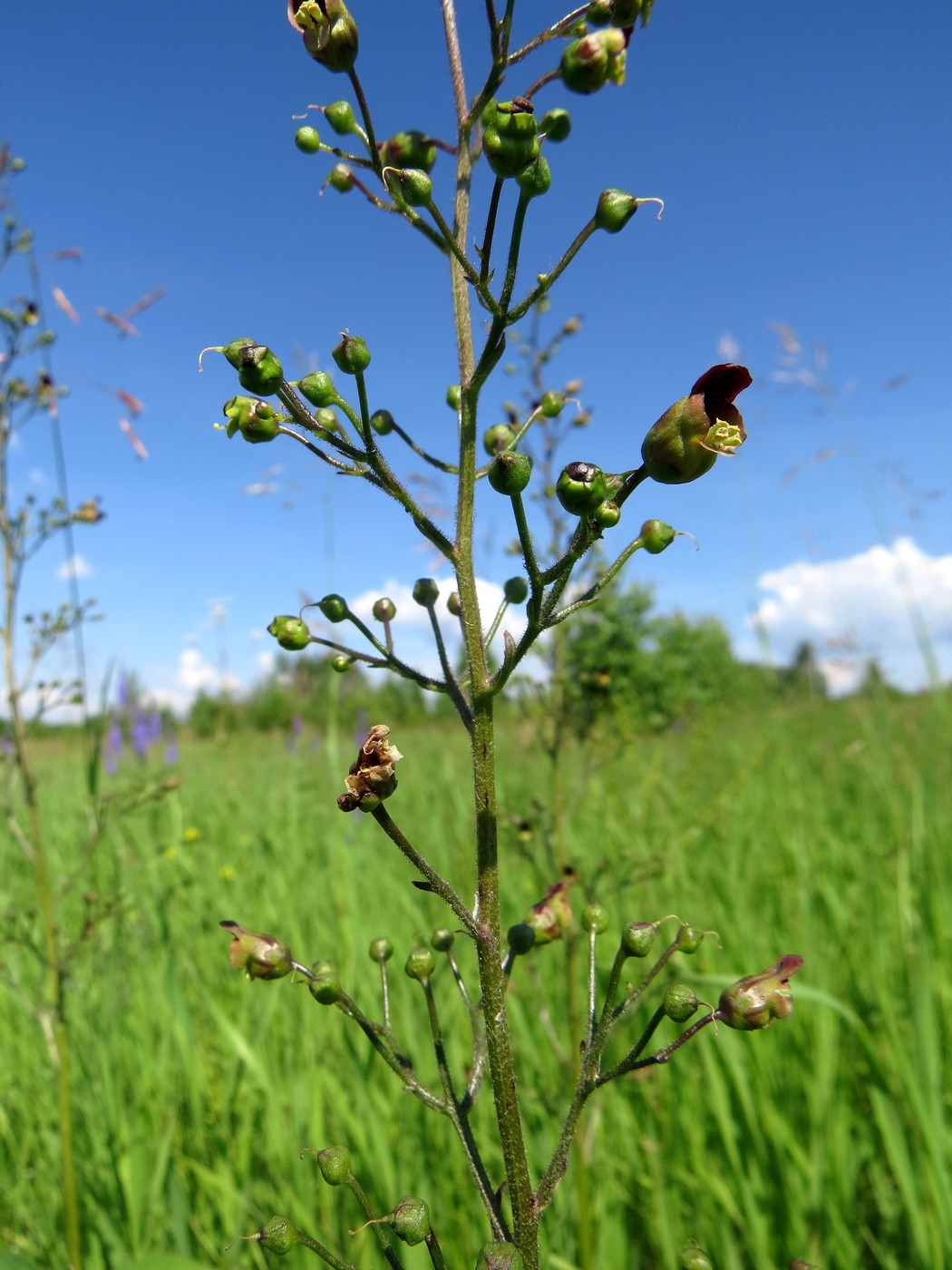 Изображение особи Scrophularia nodosa.