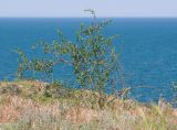 Lycium barbarum