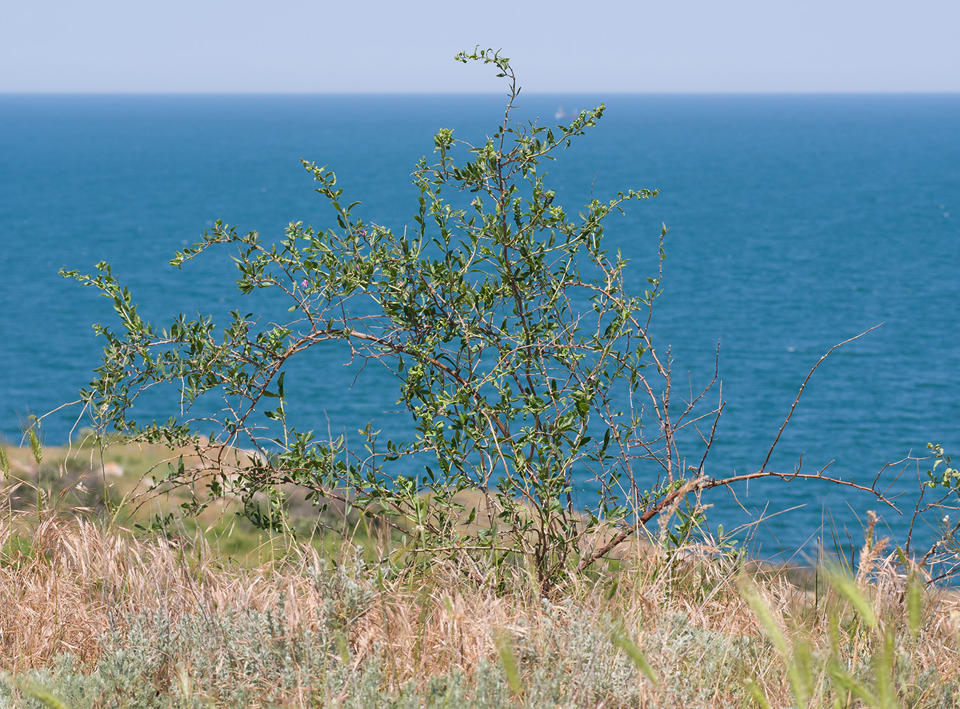 Image of Lycium barbarum specimen.