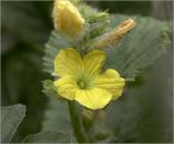 Image of taxon representative. Author is Виталий Гуменюк
