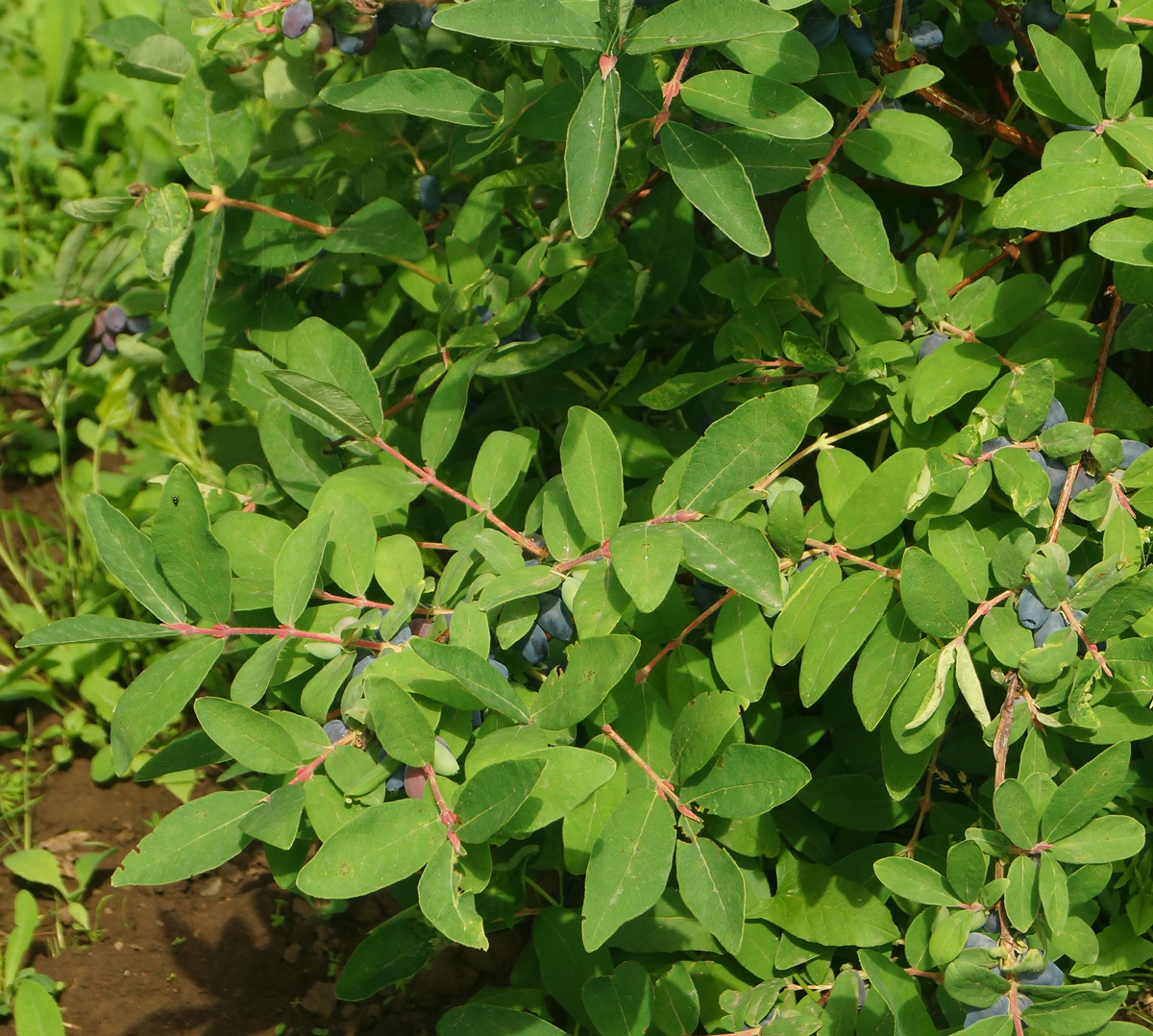 Image of Lonicera edulis specimen.