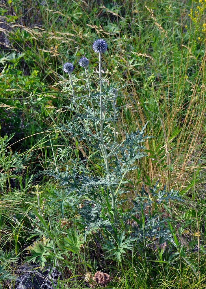 Image of Echinops davuricus specimen.