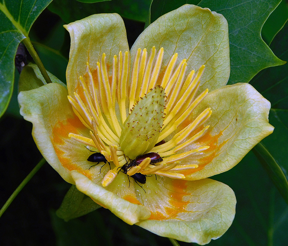 Image of Liriodendron tulipifera specimen.