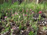 Antennaria dioica