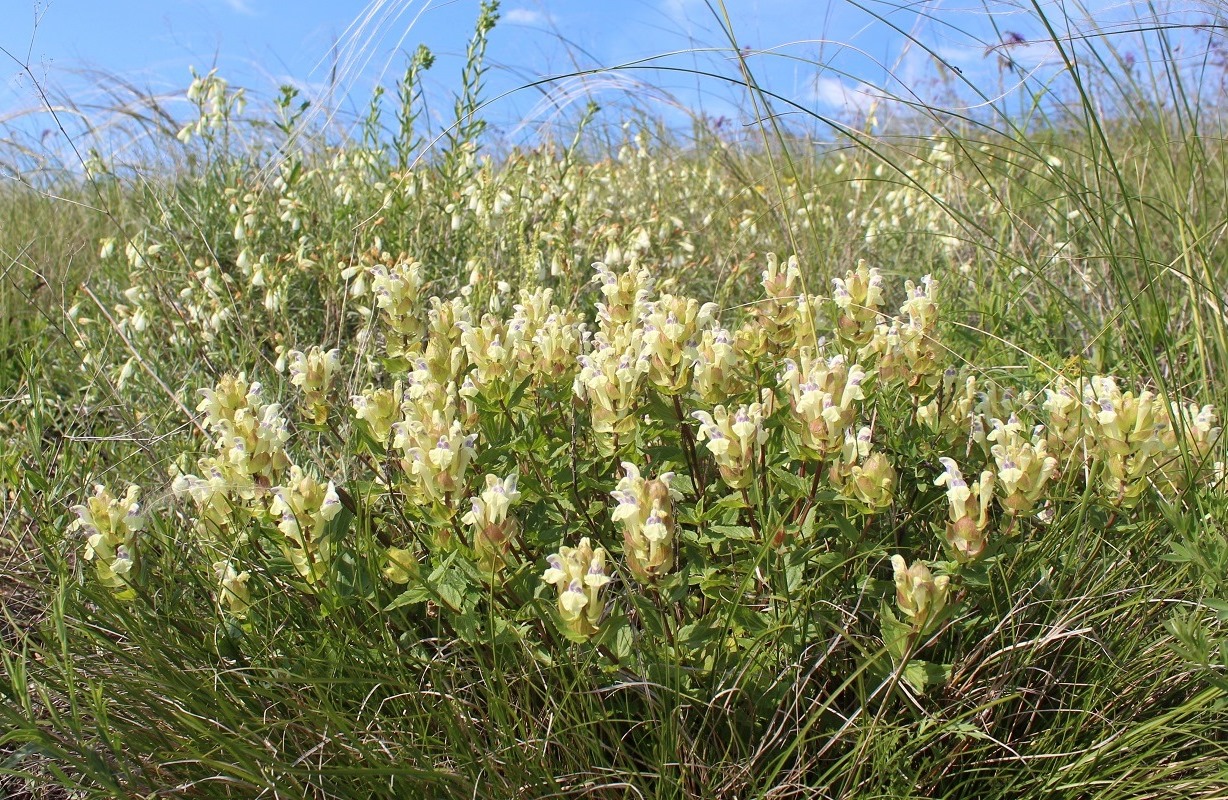 Изображение особи Scutellaria creticola.