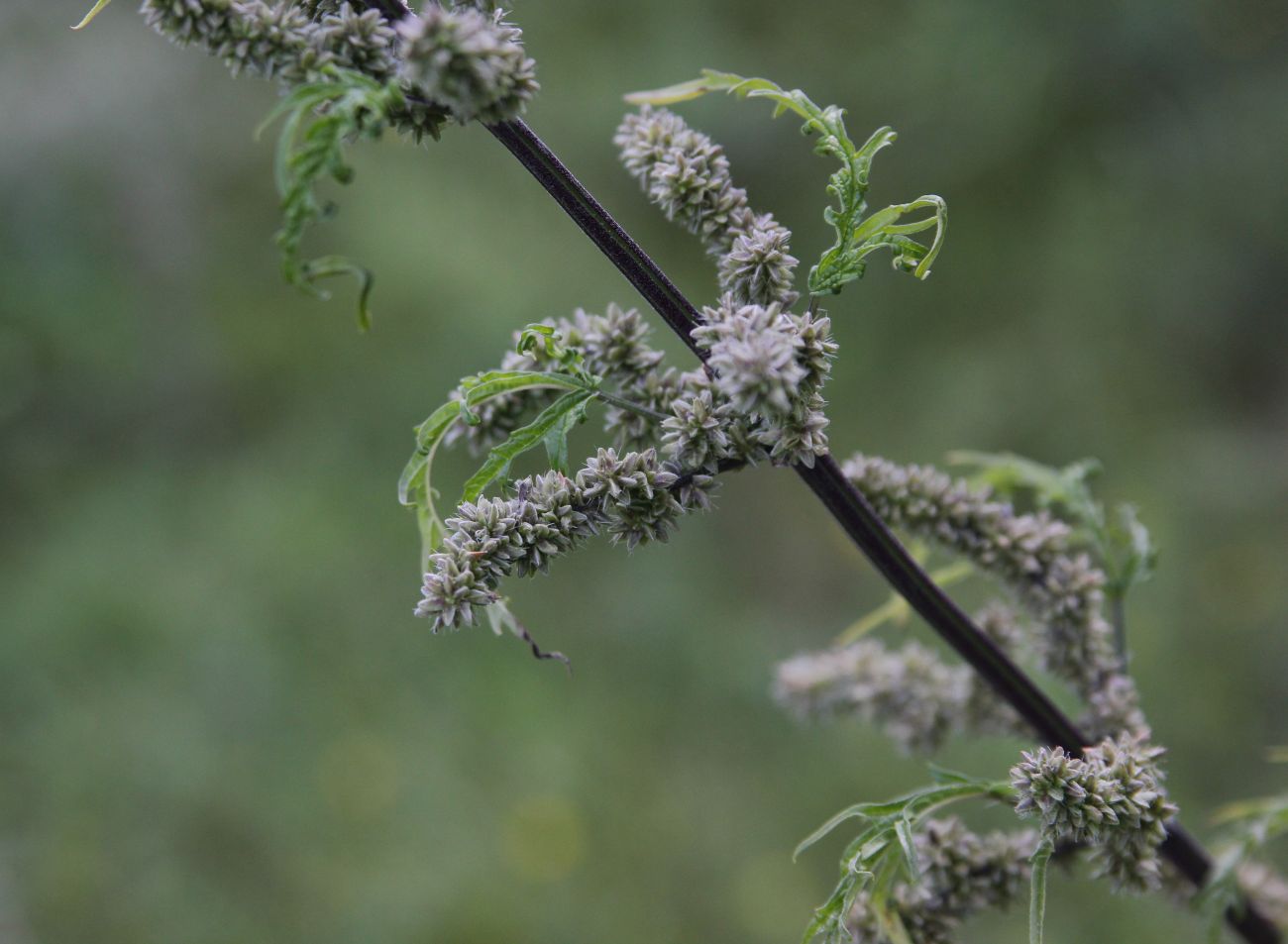 Image of Urtica cannabina specimen.