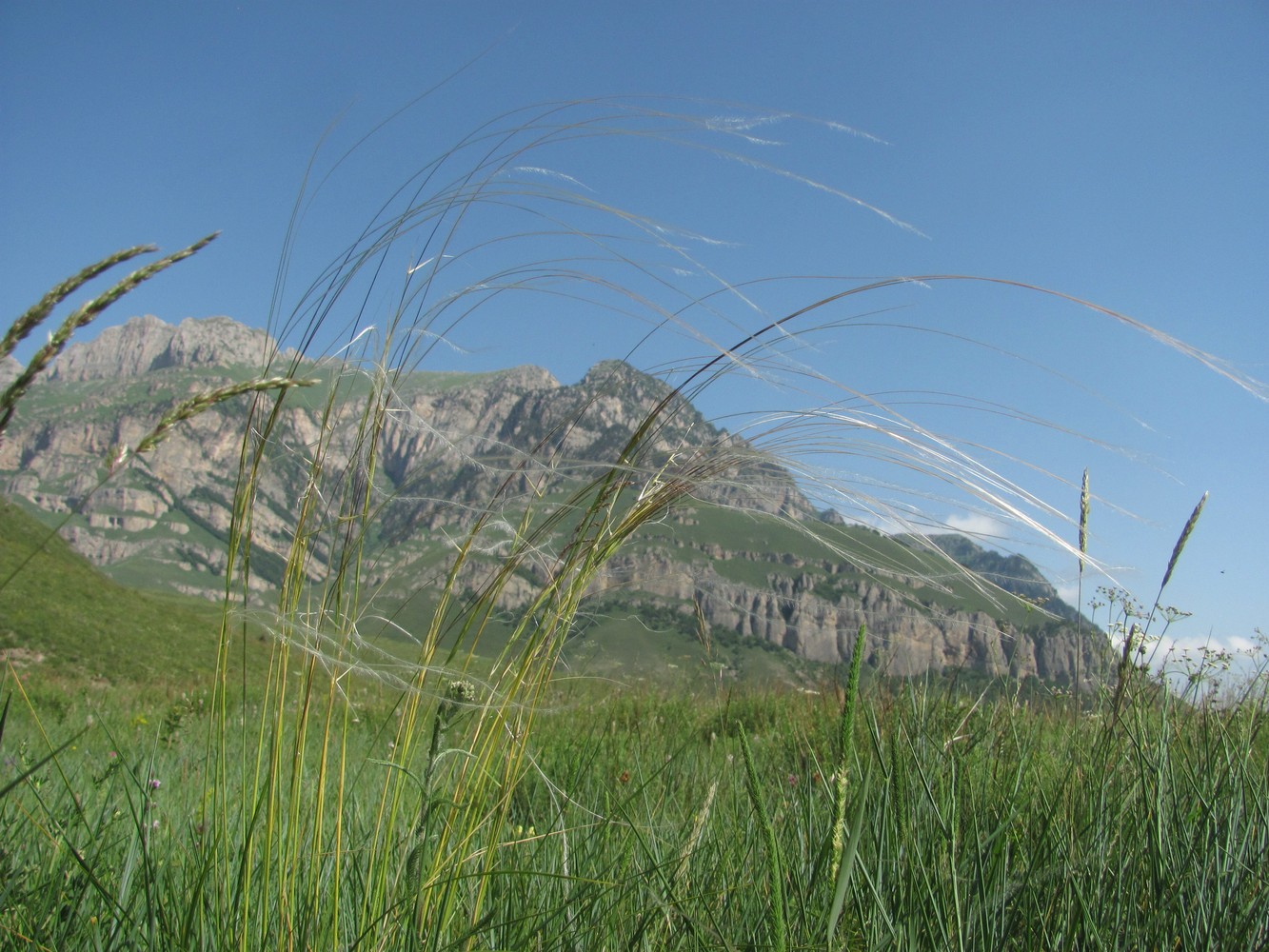 Изображение особи род Stipa.