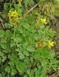 Corydalis ellipticarpa
