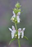 Stachys atherocalyx. Верхушка побега с цветками и бутонами. Республика Северная Осетия-Алания, Ирафский р-н, Большой Кавказ, Гуларский хр., правый склон ущелья р. Гулардон в р-не ведущей на перевал Гуларвцек старой геологической дороги, ≈ 2360 м н.у.м., каменистый склон. 07.07.2021.