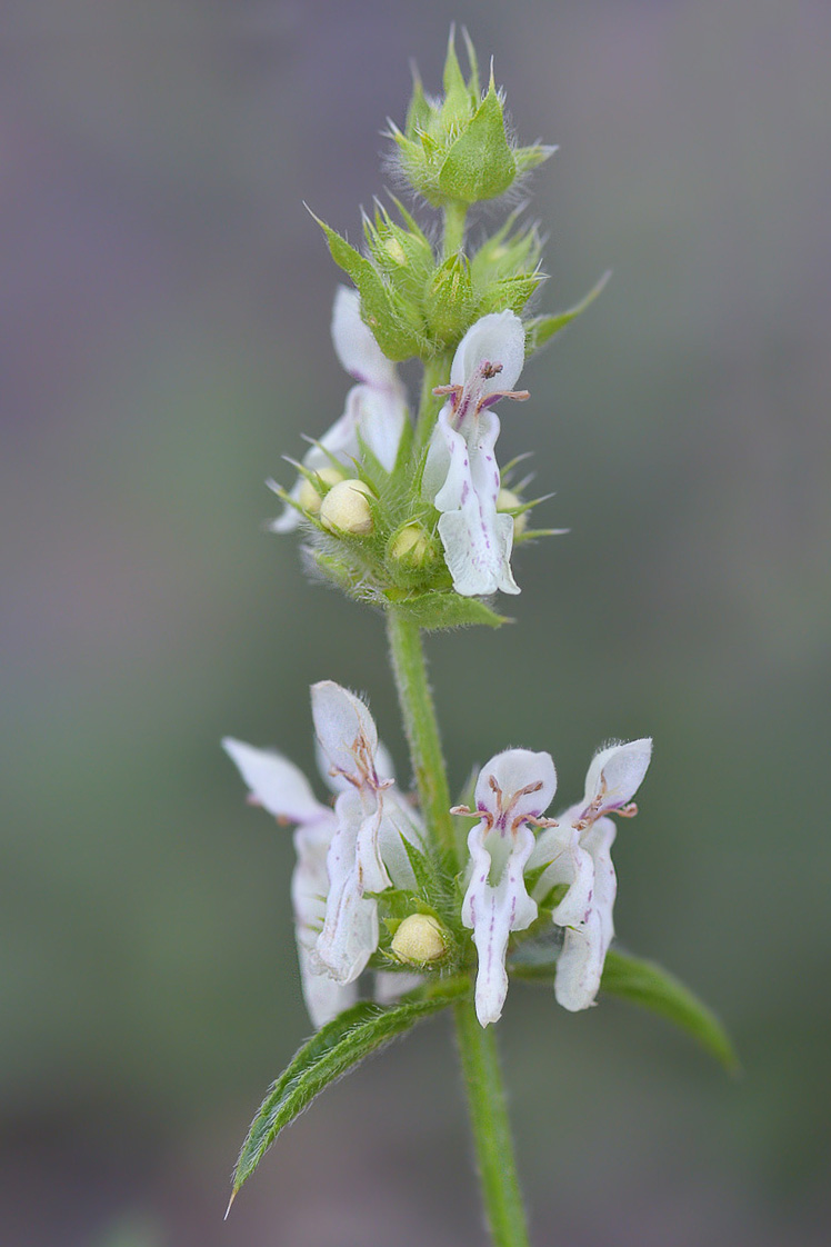 Image of Stachys atherocalyx specimen.