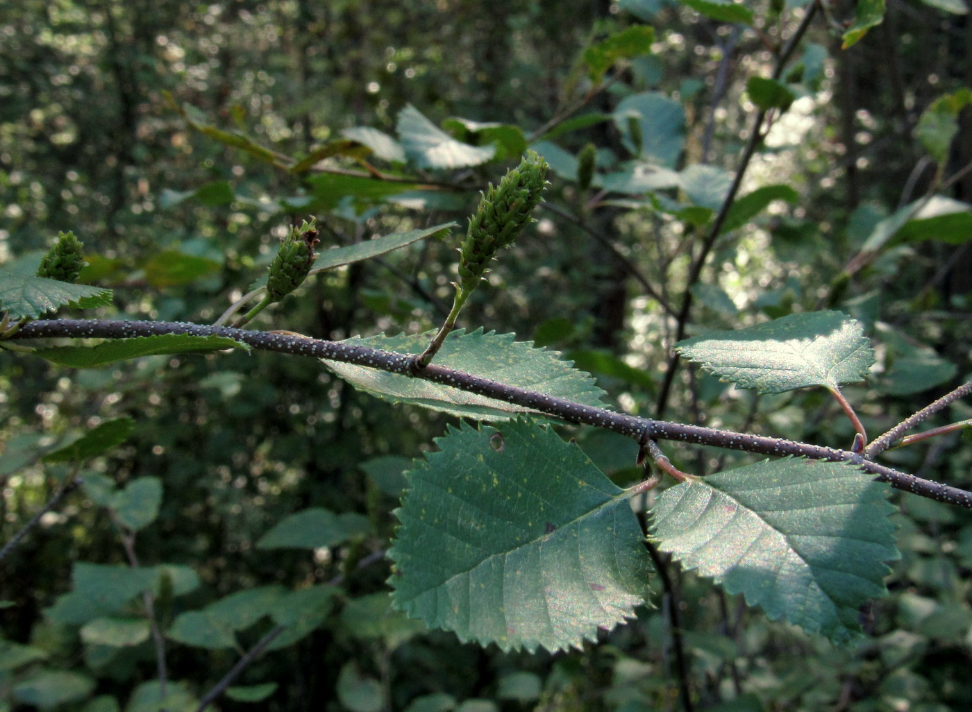 Image of Betula fruticosa ssp. montana specimen.