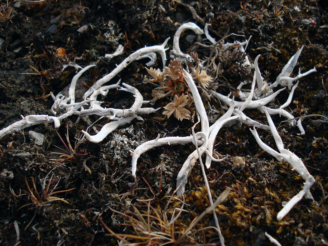 Изображение особи Thamnolia vermicularis.