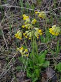 Primula macrocalyx. Цветущие растения. Самарская обл., Ставропольский р-н, окр. с. Ширяево, гора Попова, луговой склон. 02.05.2021.