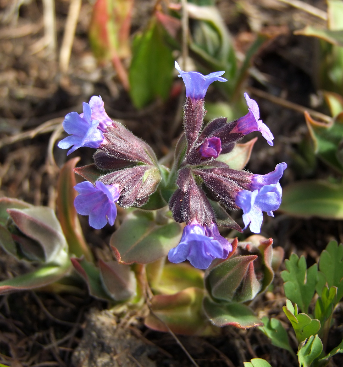 Изображение особи Pulmonaria mollis.