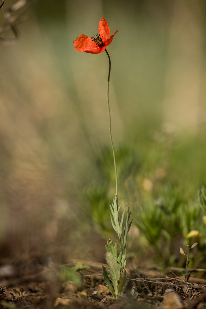 Изображение особи род Papaver.