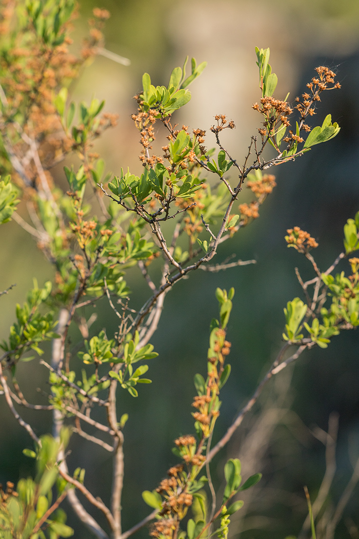 Image of Spiraea hypericifolia specimen.