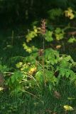 Acanthus mollis. Плодоносящее растение. Республика Абхазия, г. Сухум, Сухумский ботанический сад. 21.08.2009.