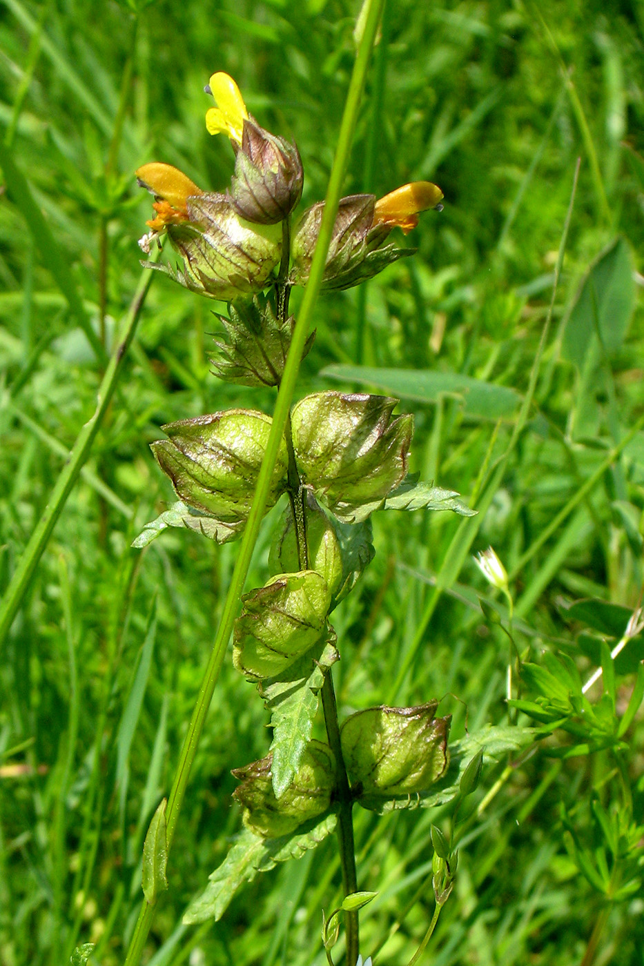 Изображение особи Rhinanthus minor.