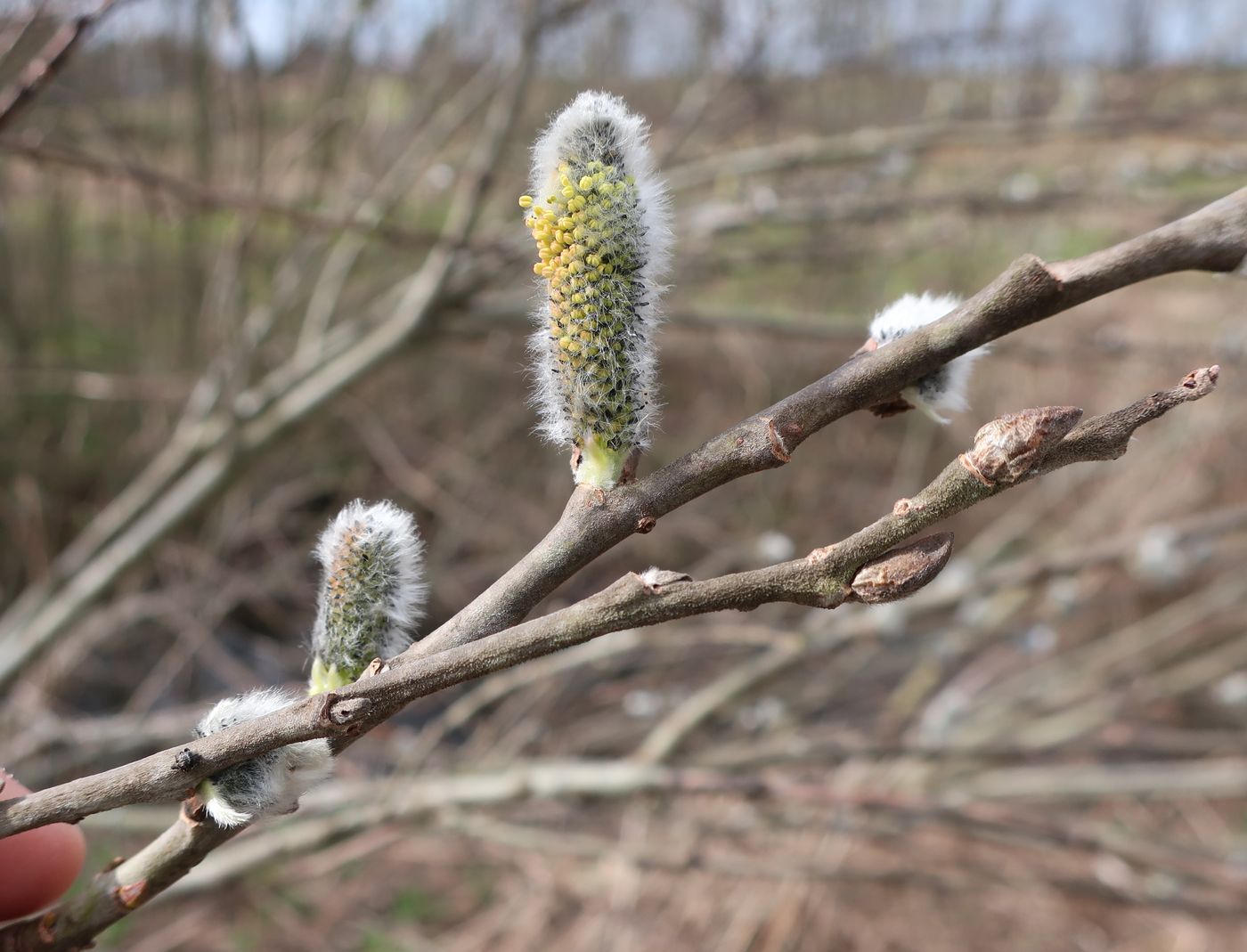 Image of Salix cinerea specimen.