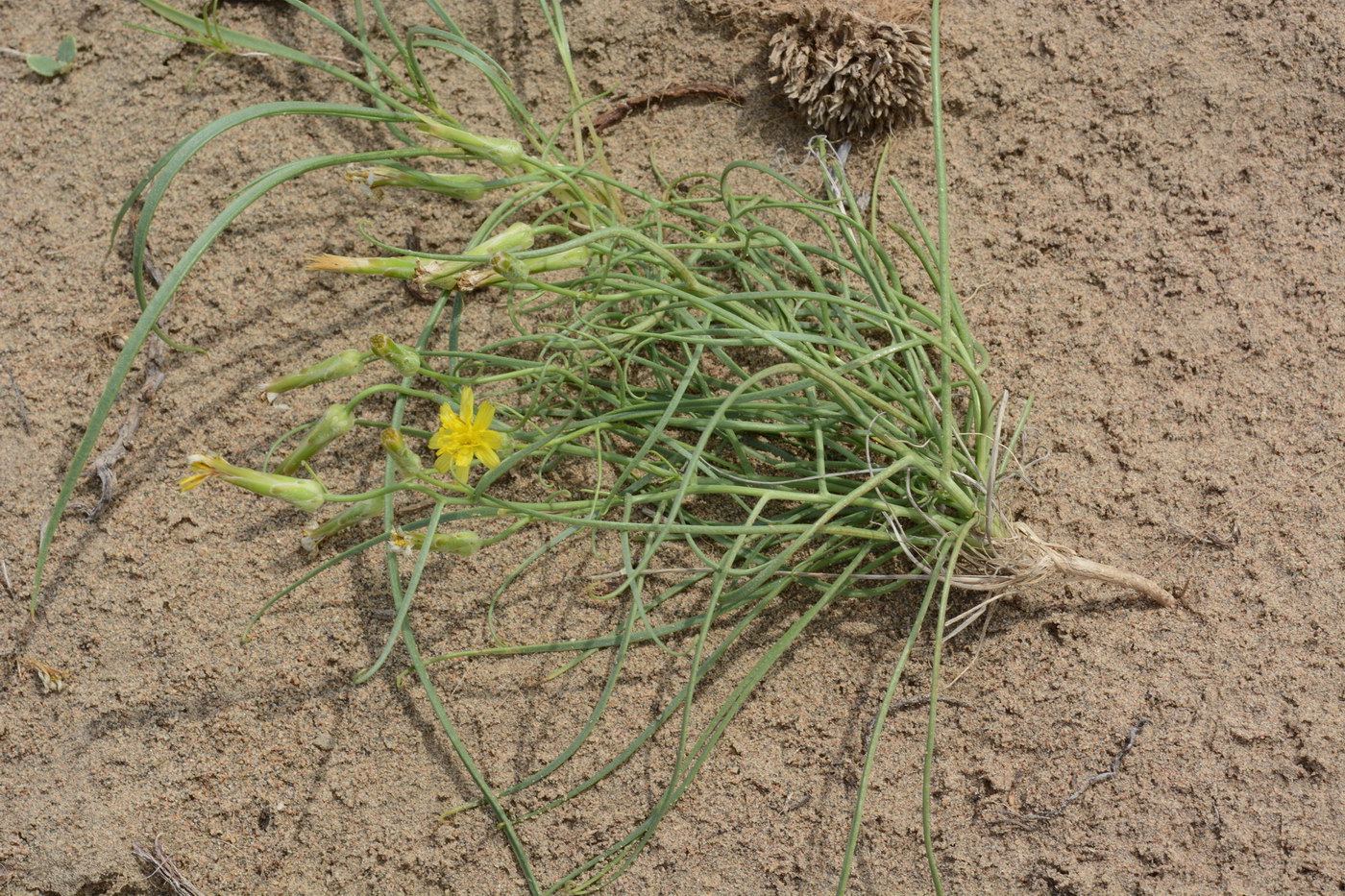 Image of Takhtajaniantha pusilla specimen.