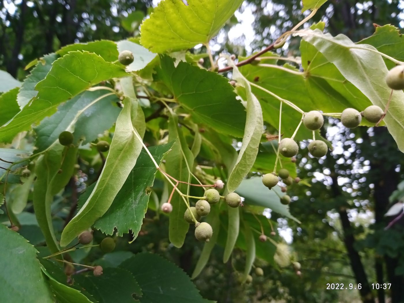 Image of Tilia platyphyllos specimen.