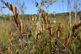 Chamaedaphne calyculata. Верхушка растения с сухими соплодиями. Калужская обл., Спас-Деменский р-н, Большое Игнатовское болото, северо-западный сектор, 400 м от края леса, мезотрофное кустарничково-осоковое(?) болото с берёзой (Betula pubescens). 09.09.2022.