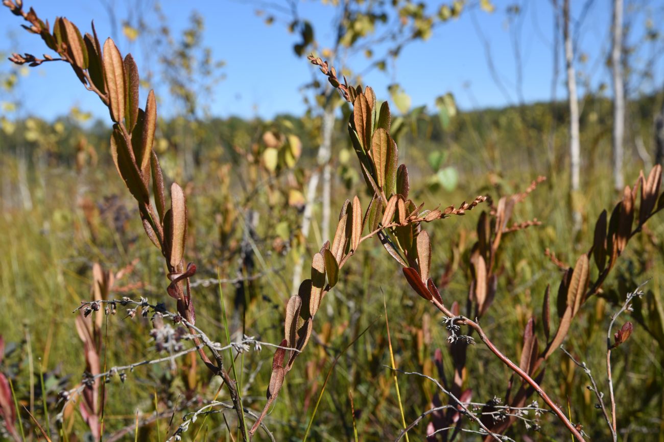 Image of Chamaedaphne calyculata specimen.