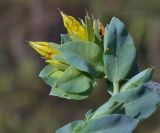 Cerinthe minor