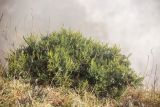 Juniperus foetidissima