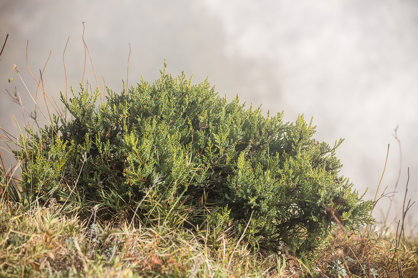 Изображение особи Juniperus foetidissima.