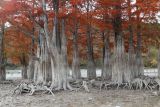 Taxodium distichum. Взрослые деревья с хвоей в осенней окраске и обнажившимися воздушными корнями (пневматофорами). Краснодарский край, м/о г. Новороссийск, пруд у пос. Сукко, искусственные посадки. 04.11.2022.