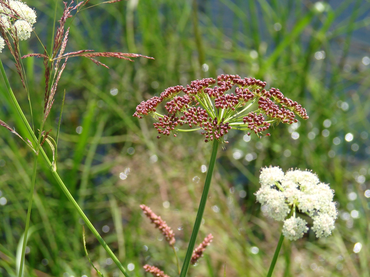 Image of Sium suave specimen.