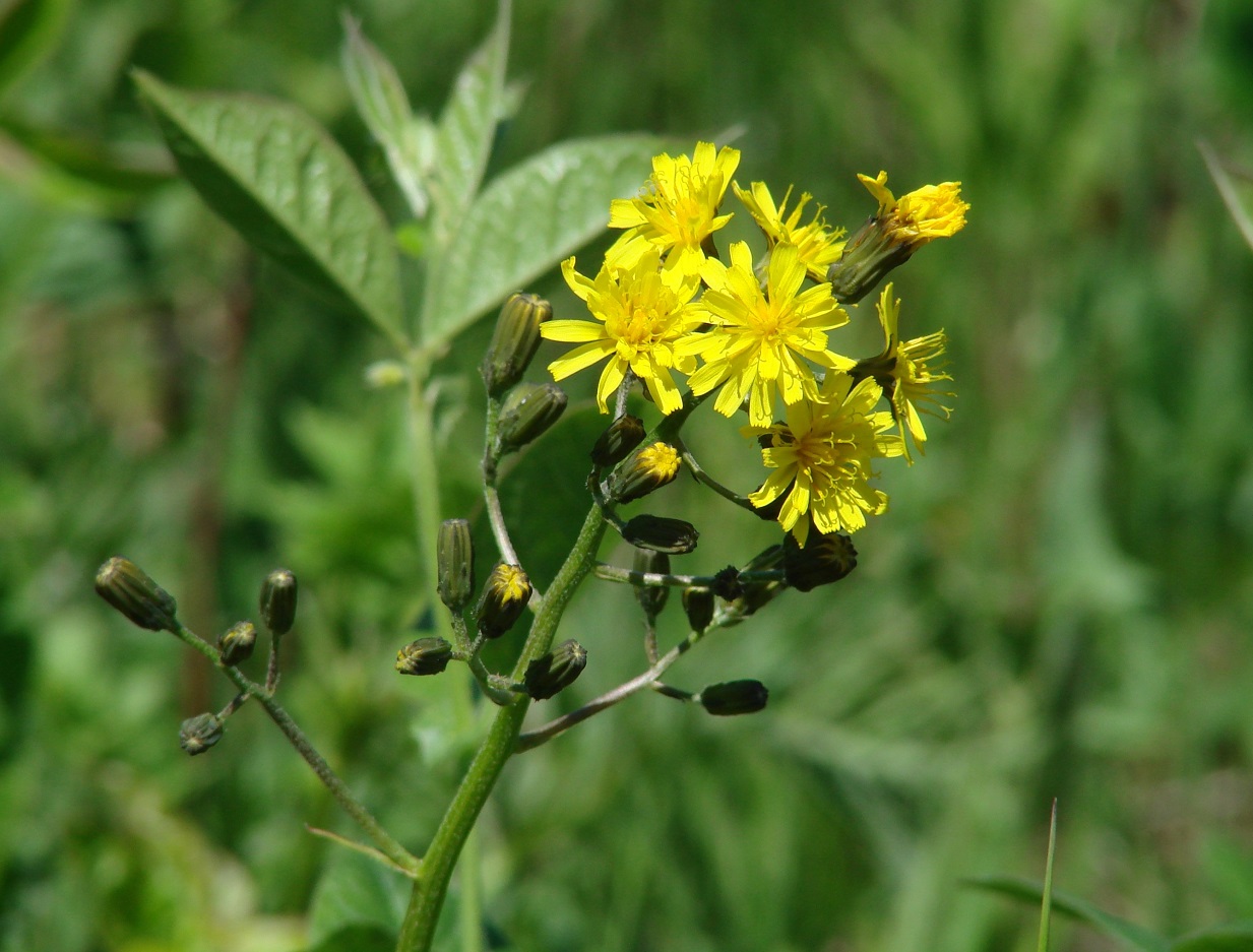 Изображение особи Crepis praemorsa.