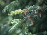 genus Picea. Верхушка веточки с микростробилами. Ярославская обл., г. Переславль-Залесский, дендрологический парк им. С. Ф. Харитонова, в культуре. 12.06.2022.