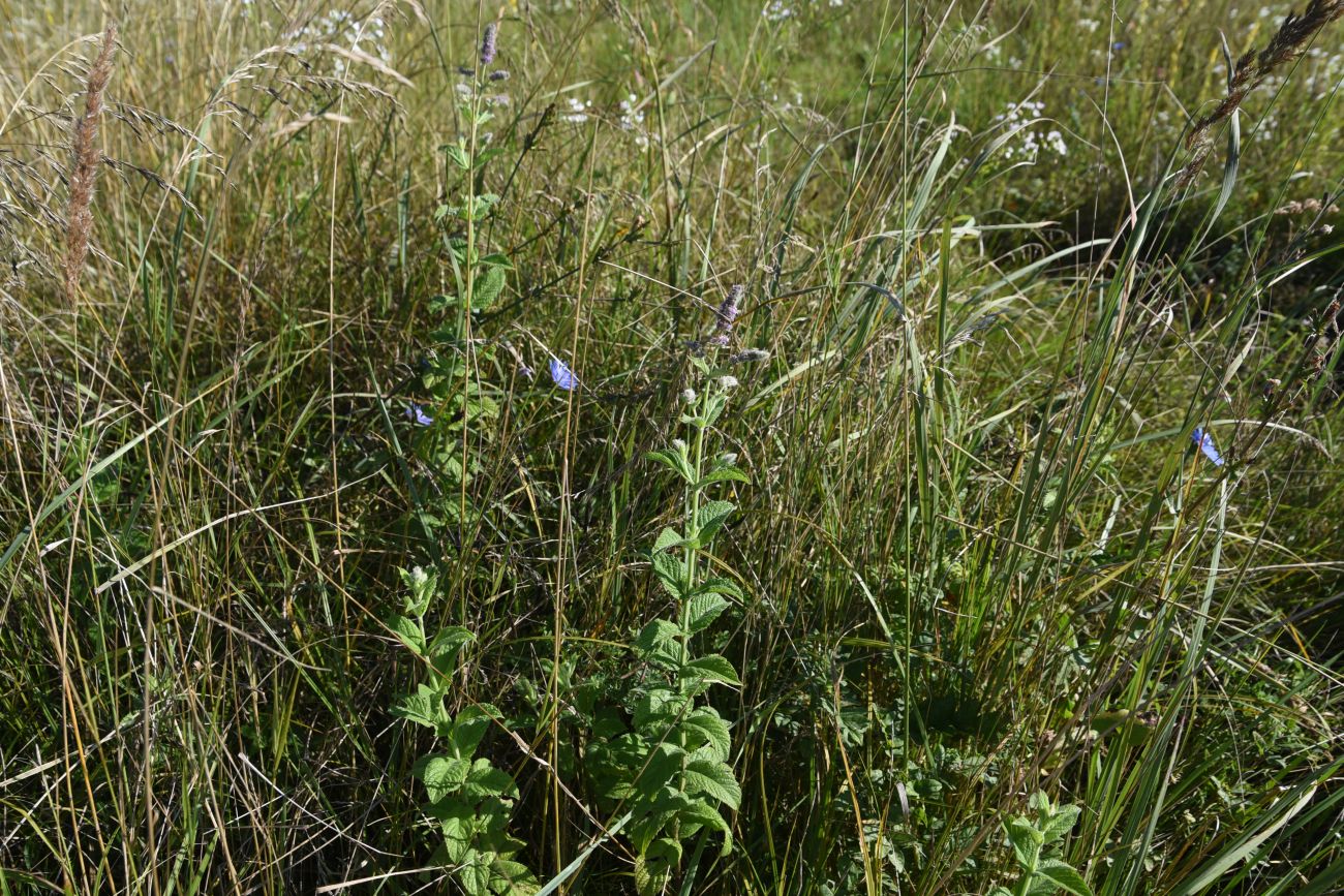 Изображение особи Mentha longifolia.