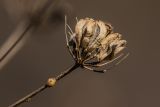 familia Apiaceae