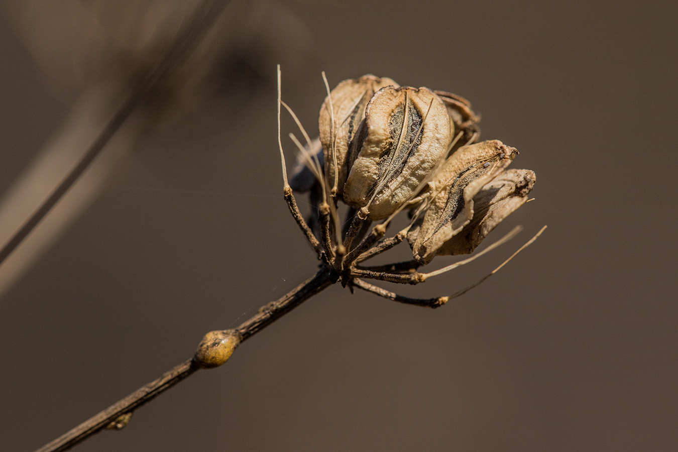 Image of familia Apiaceae specimen.