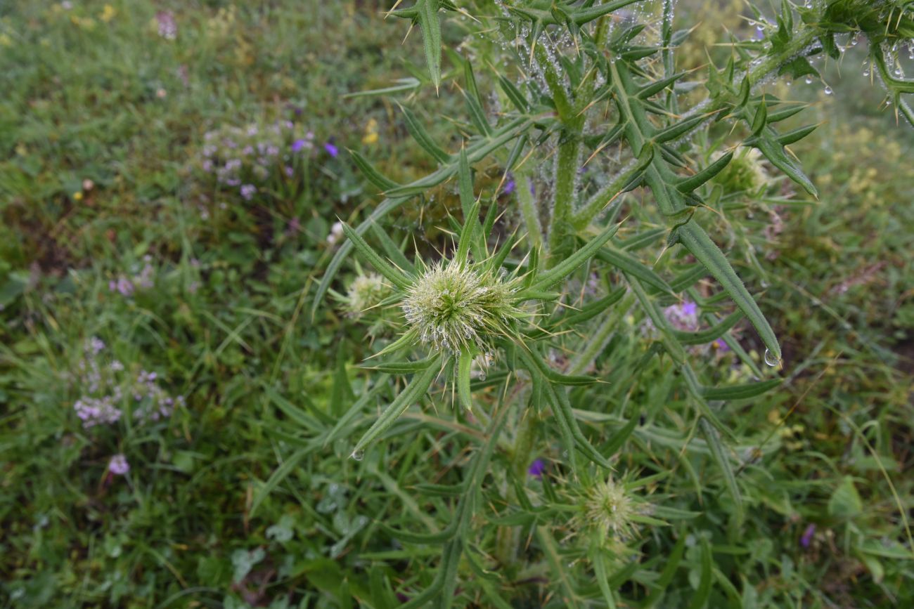 Изображение особи род Cirsium.