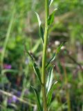 Erysimum hieraciifolium