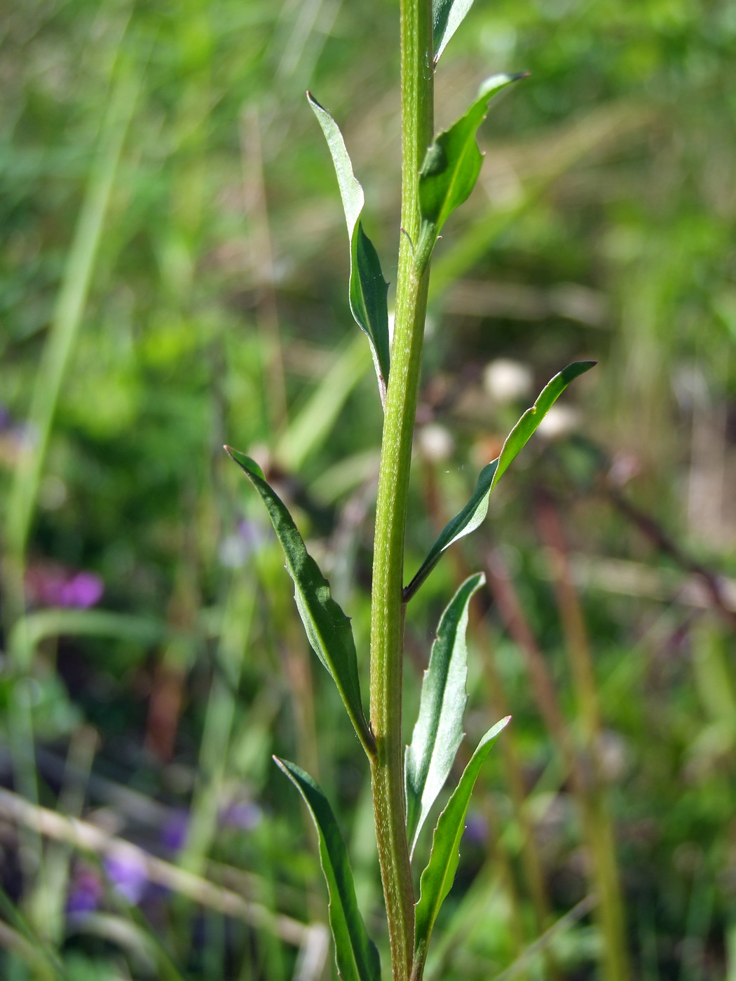 Изображение особи Erysimum hieraciifolium.