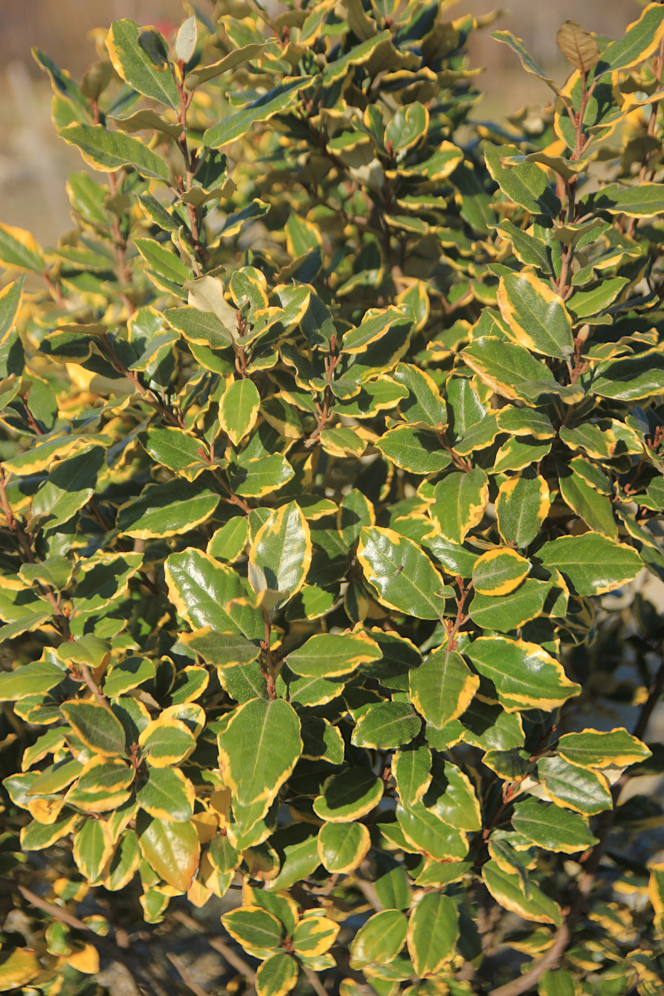 Image of Elaeagnus × submacrophylla specimen.