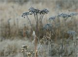 Angelica sylvestris. Верхушка засохшего плодоносящего растения в утреннем инее. Московская обл., Раменский р-н, окр. ж.-д. платформы Хрипань, залежь. 22.09.2014.
