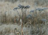 Angelica sylvestris