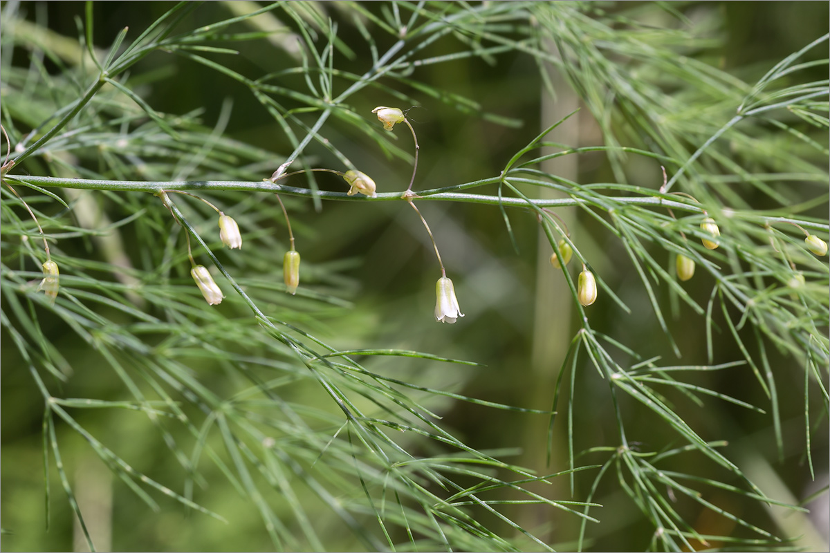 Image of Asparagus officinalis specimen.