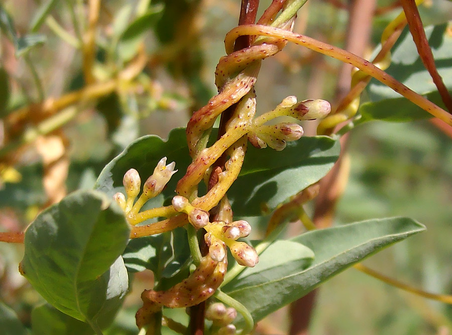 Image of Cuscuta lupuliformis specimen.