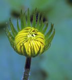 Doronicum orientale