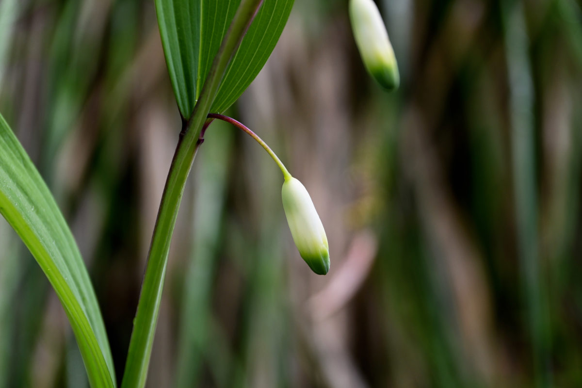 Image of Polygonatum odoratum specimen.