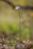 Valeriana tuberosa. Цветущее растение. Ростовская обл., Тарасовский р-н, гора Городище, дубовое редколесье. 23.04.2023.